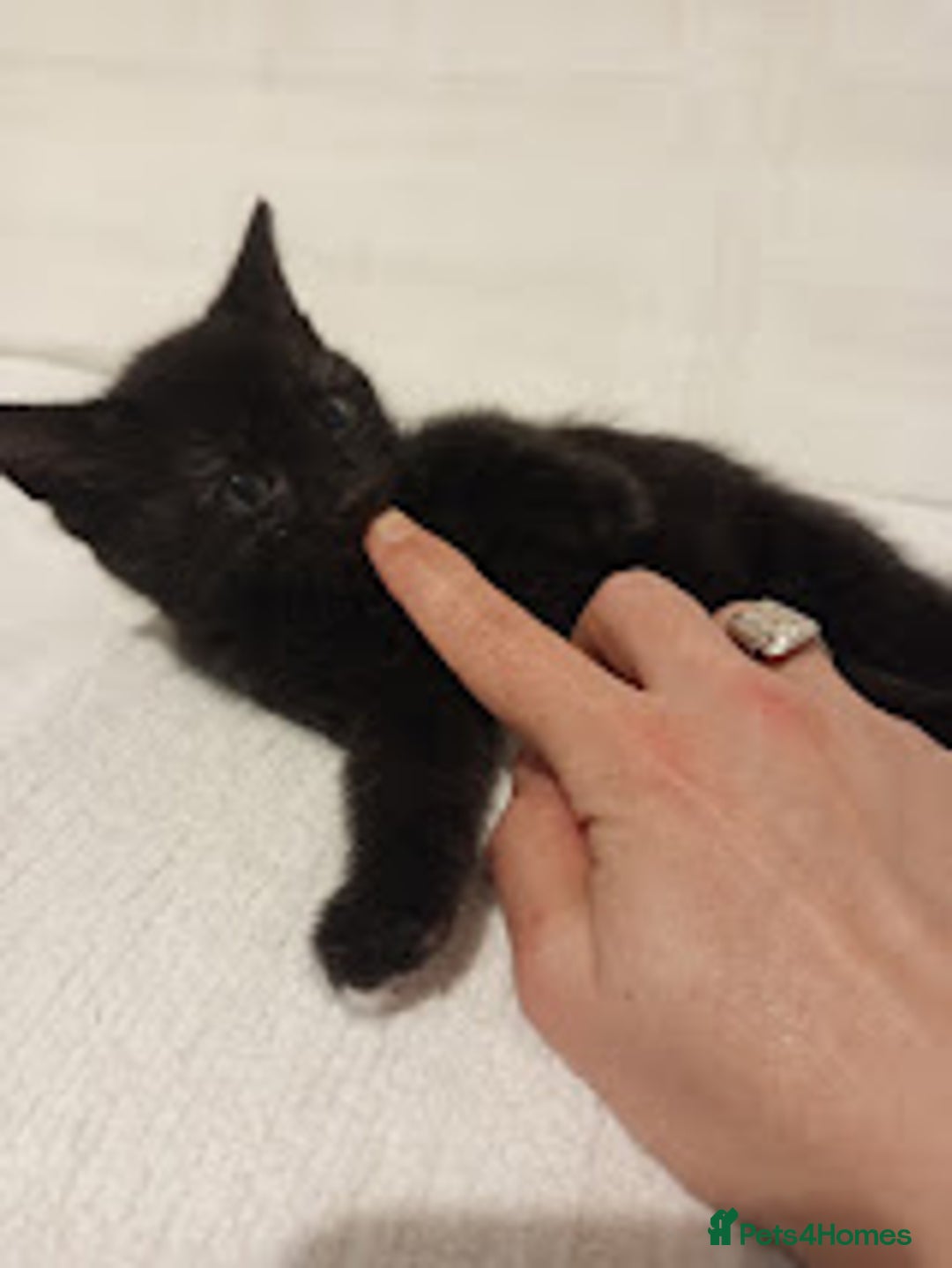 Mixed Breed cats for sale: Ready to leave 4 adorable kittens - Advert 11