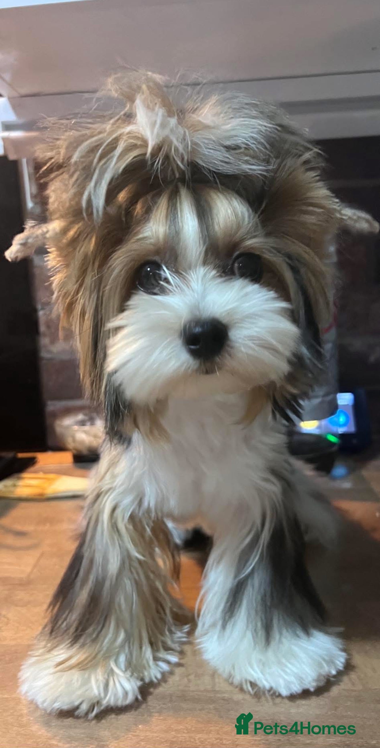 Biewer Terrier dogs Two beautiful puppies for sale. 1 boy 1 girl - Advert 2