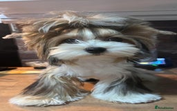 Biewer Terrier dogs for sale: Two beautiful puppies for sale. 1 boy 1 girl - Advert 1