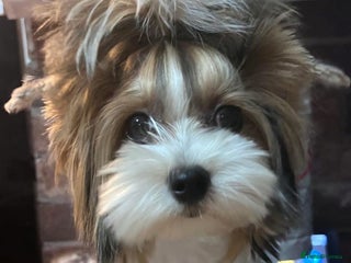 Biewer Terrier dogs Two beautiful puppies for sale. 1 boy 1 girl - Advert 8