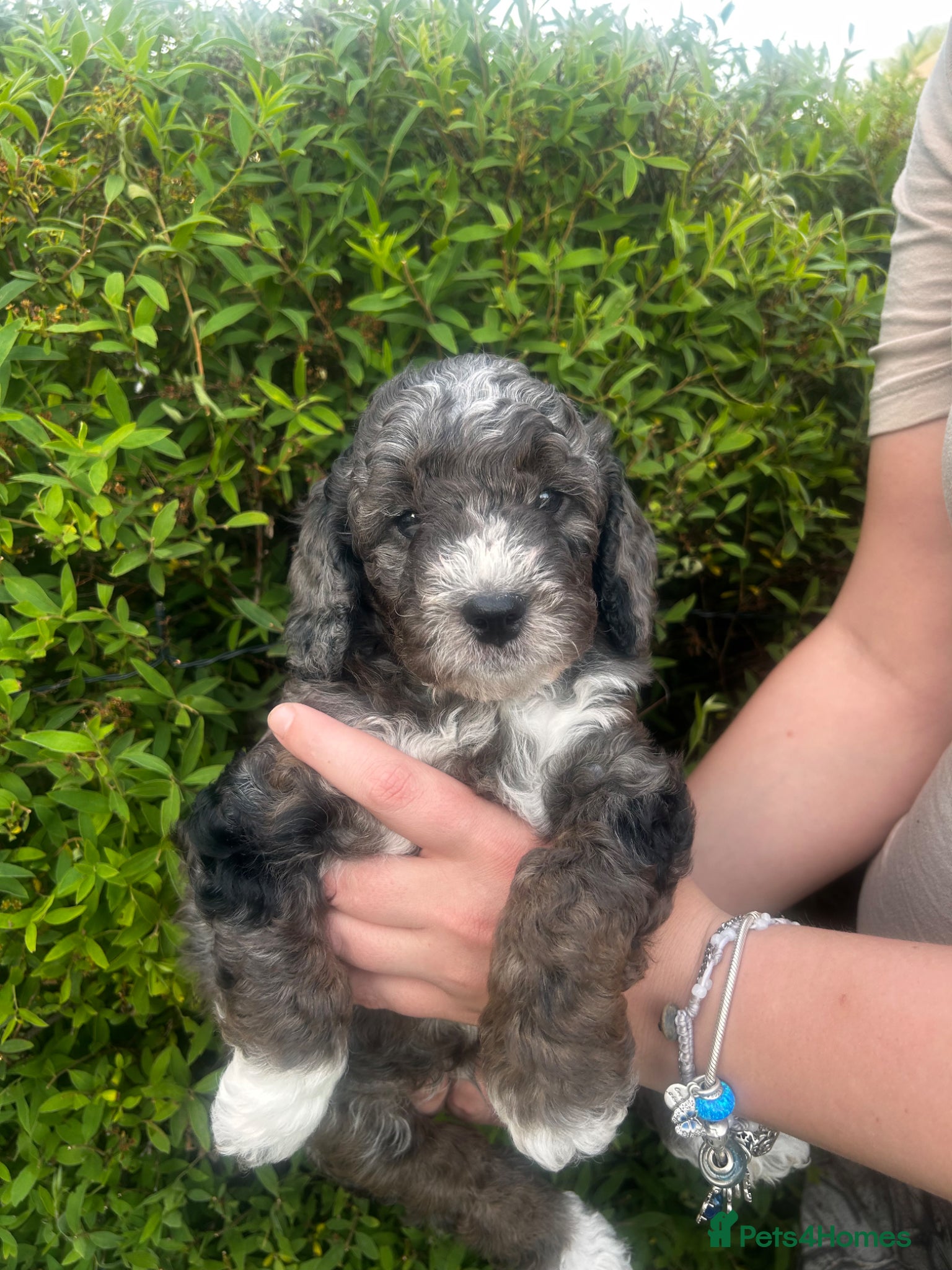 Sproodle Puppy 3