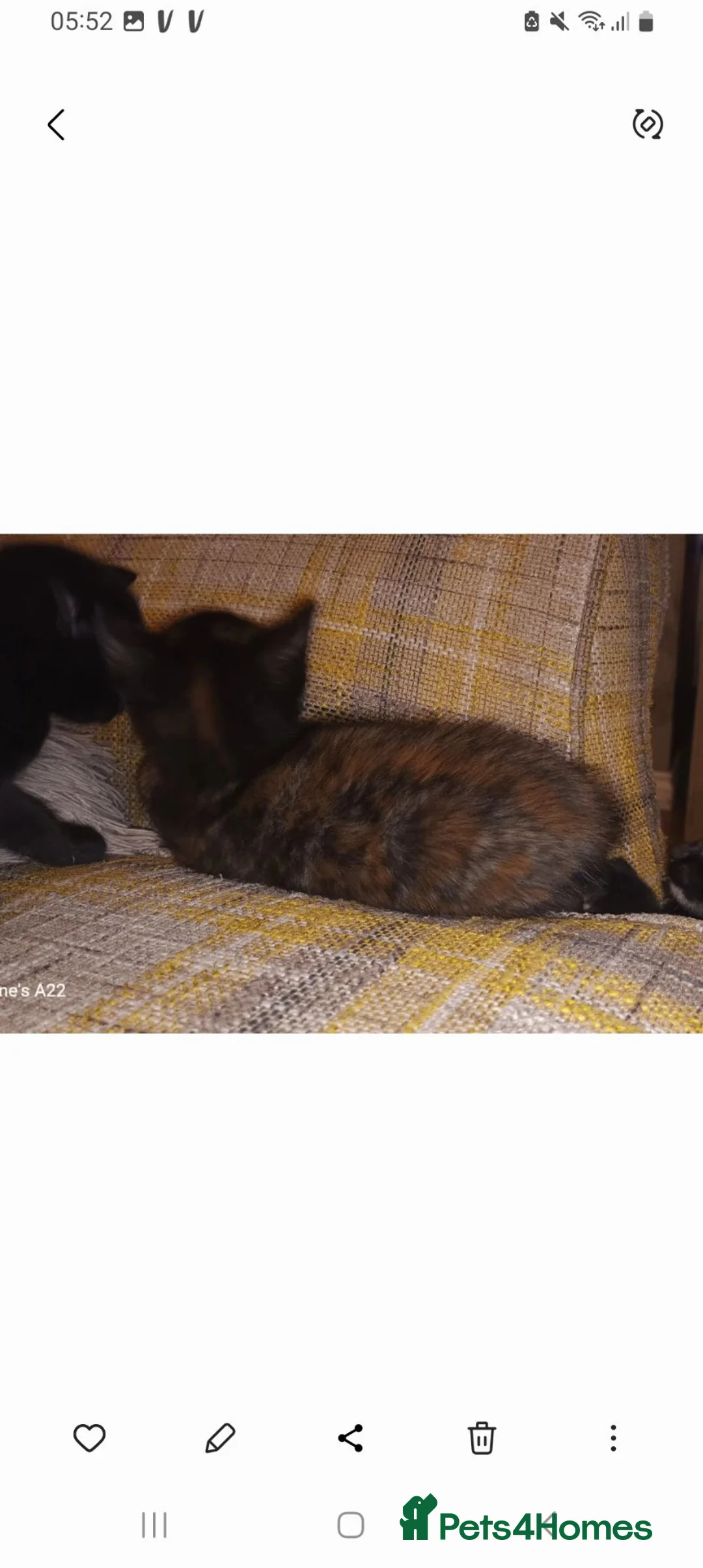 Mixed Breed cats for sale: kittens ready 25th Aug beautiful mixed colours - Advert 2