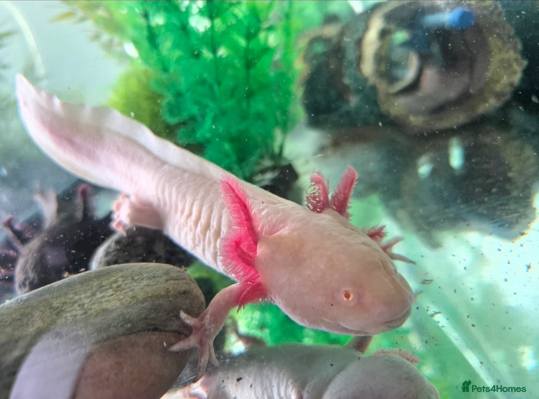 Other/Mixed Breed fish for sale: 2 Male Axolotls - Advert 1