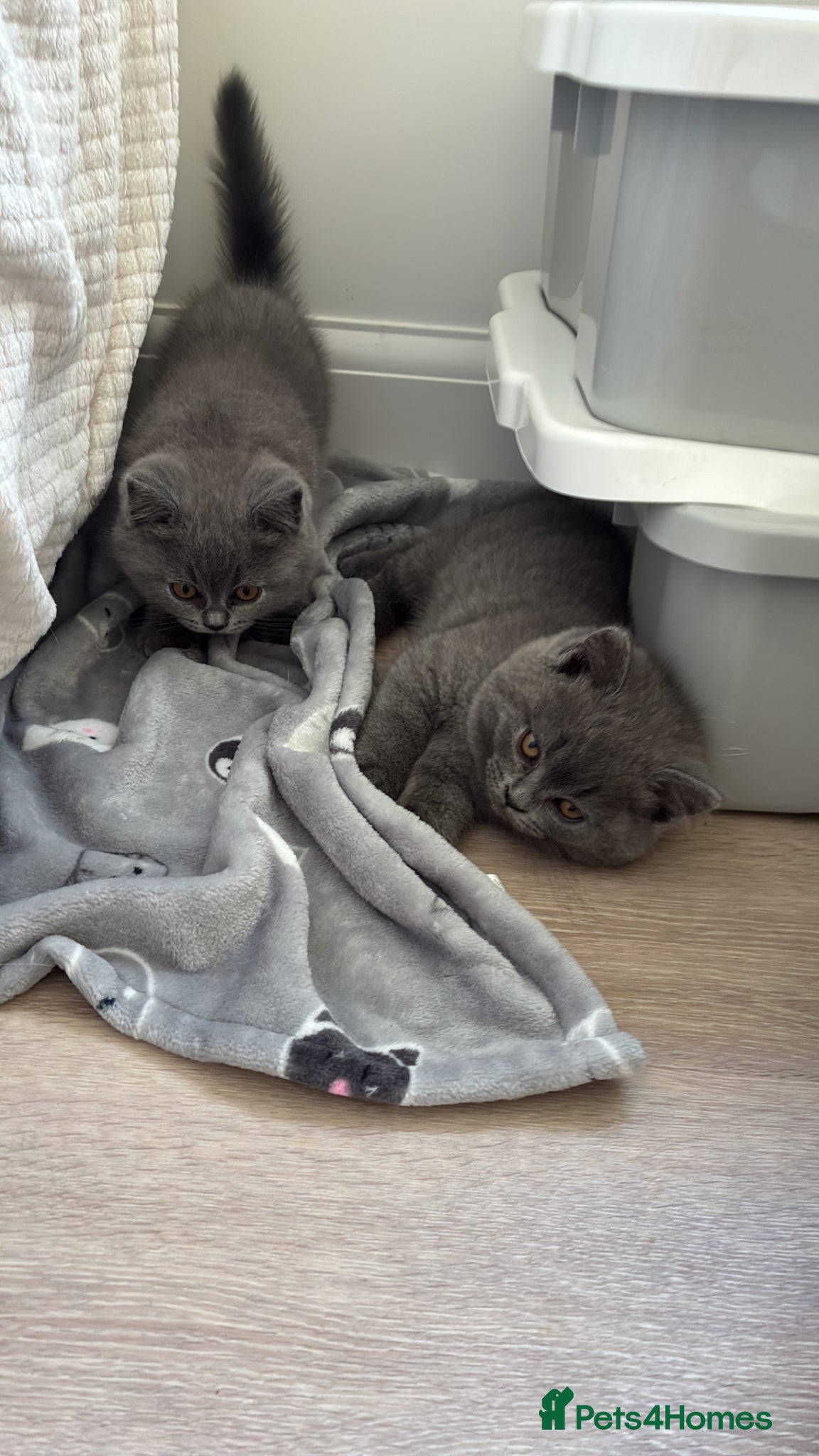 Scottish Fold cats Beautiful Scottish Fold Kittens - Advert 2