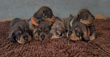 Miniature Dachshund dogs - Advert 9