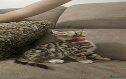 Bengal cats for sale: Female kitten - Image 2