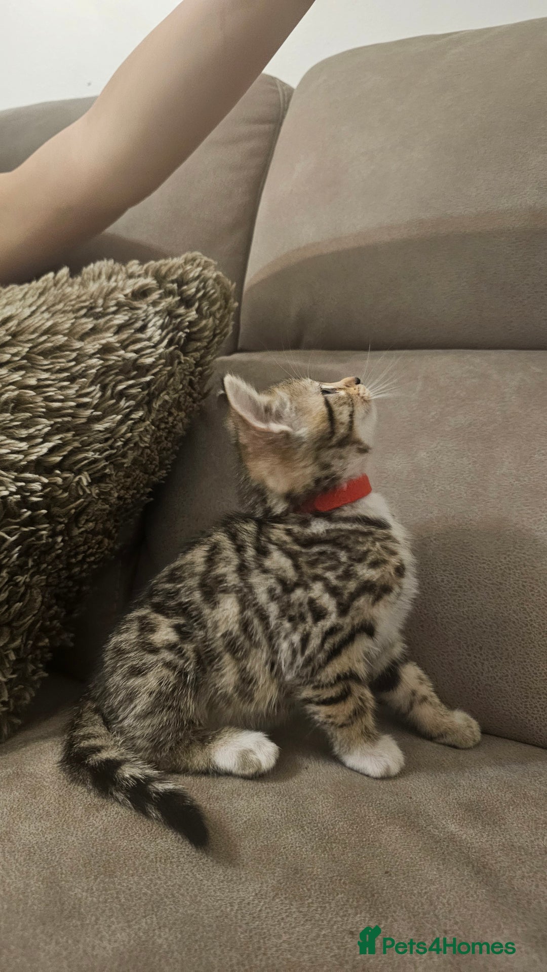 Bengal cats for sale: Female kitten - Image 2