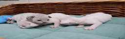 Devon Rex cats for sale: Pedigree Devon Rex Kittens - Advert 7