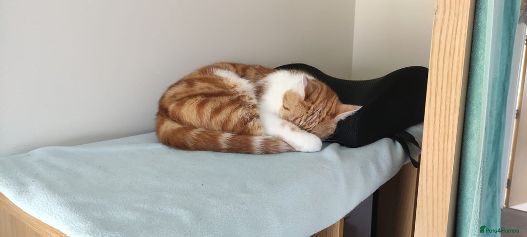 Domestic Shorthair cats for sale: Free Rehoming Simba  - Advert 2