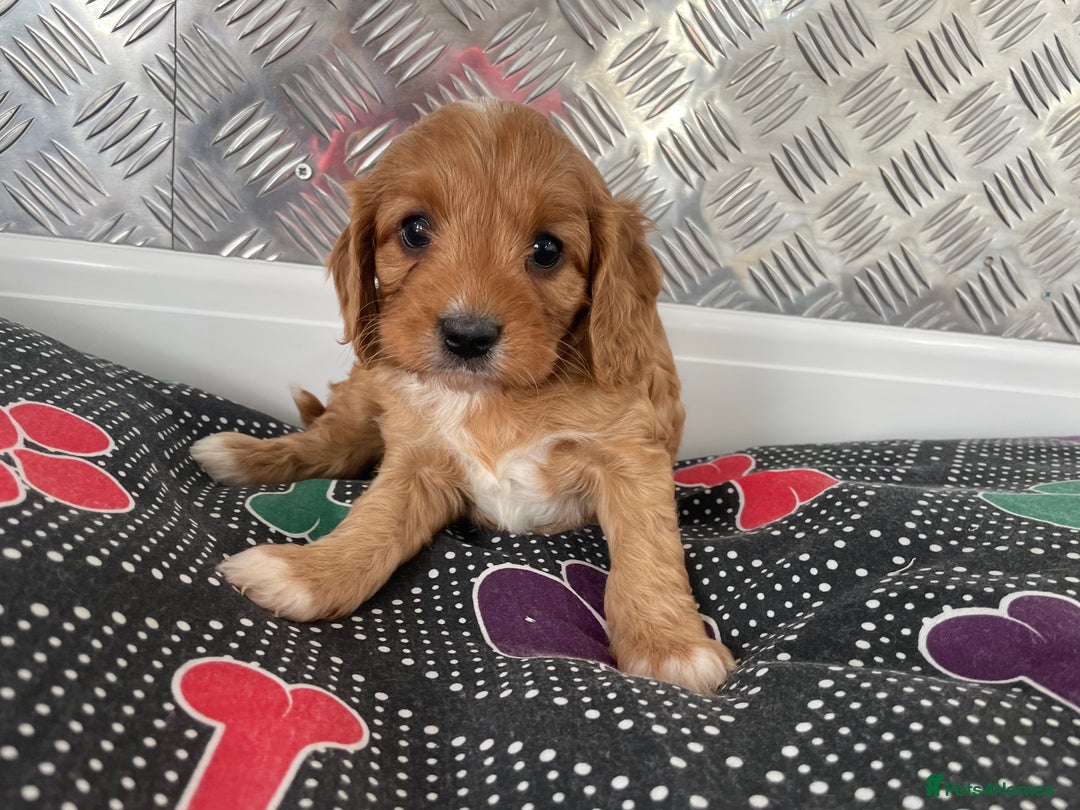 Cavapoo dogs for sale: F1 CAVAPOO puppies for sale  - Image 12