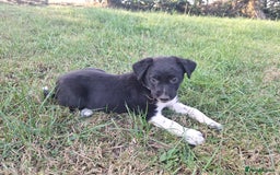 Border Collie dogs for sale: Border Collie pup's  - Image 5