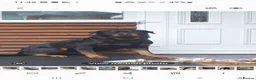 Rottweiler dogs for sale: Outstanding full German champion pedigree puppies  in Solihull - Advert 13