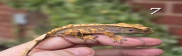 Gecko reptiles for sale: Various crested geckos - Advert 12