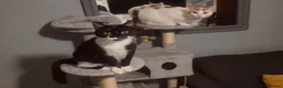 Domestic Shorthair cats for sale: 1 year old female cats for rehome in Bridgwater - Advert 11
