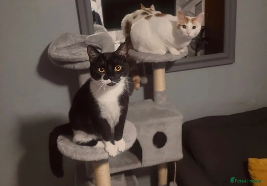 Domestic Shorthair cats for sale: 1 year old female cats for rehome in Bridgwater - Advert 11