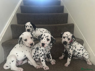 Dalmatian dogs Dalmatian 1 boy 2 girls - Advert 7