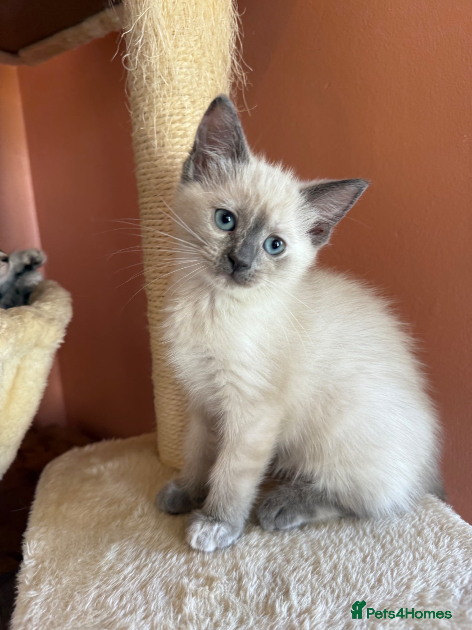 Ragdoll cats Blue point tortie ragdoll kitten - Advert 4