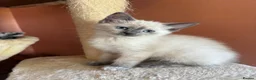 Ragdoll cats for sale: Female ragdoll kitten - Advert 2