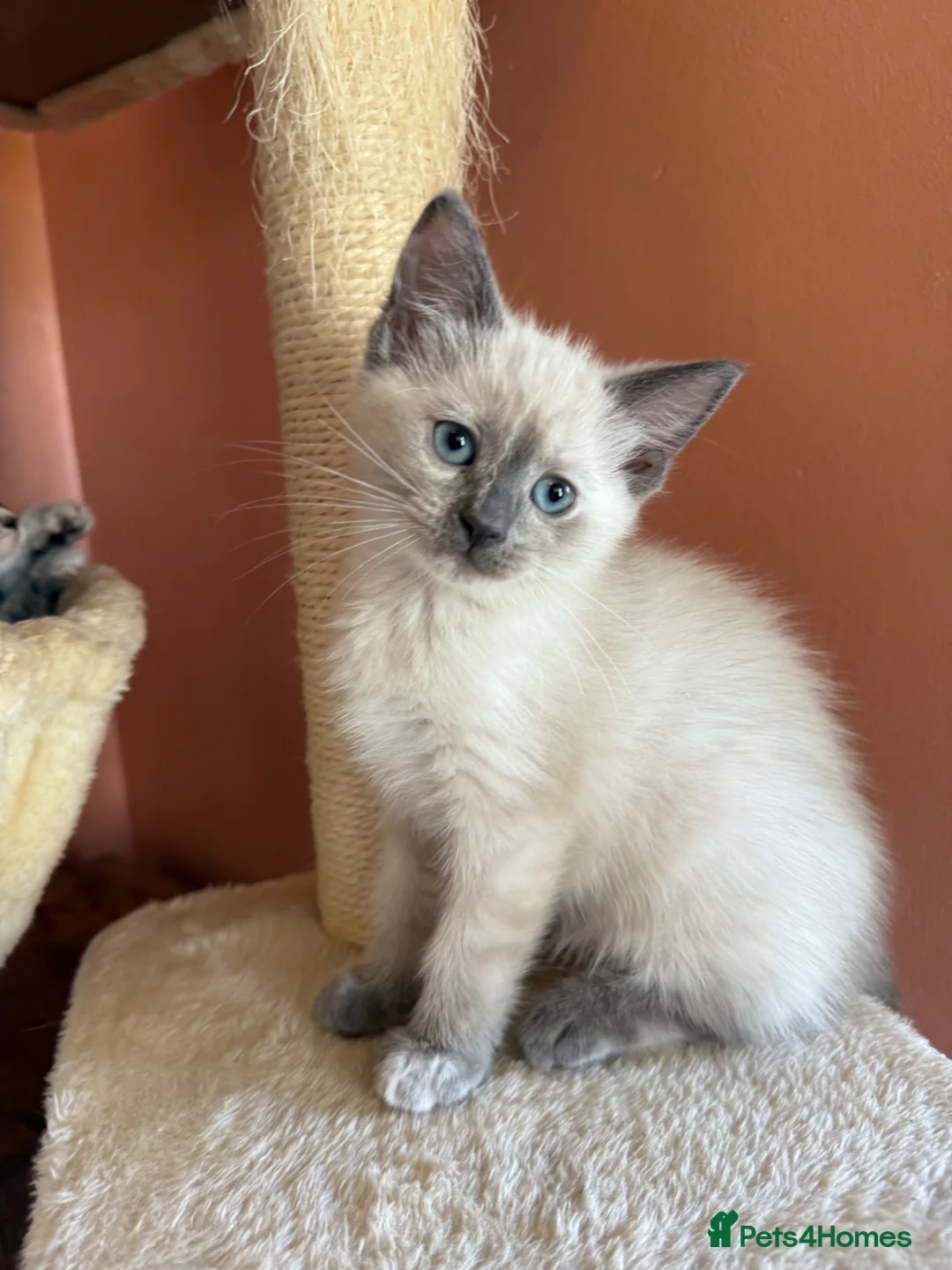 Ragdoll cats for sale: Female ragdoll kitten - Advert 2