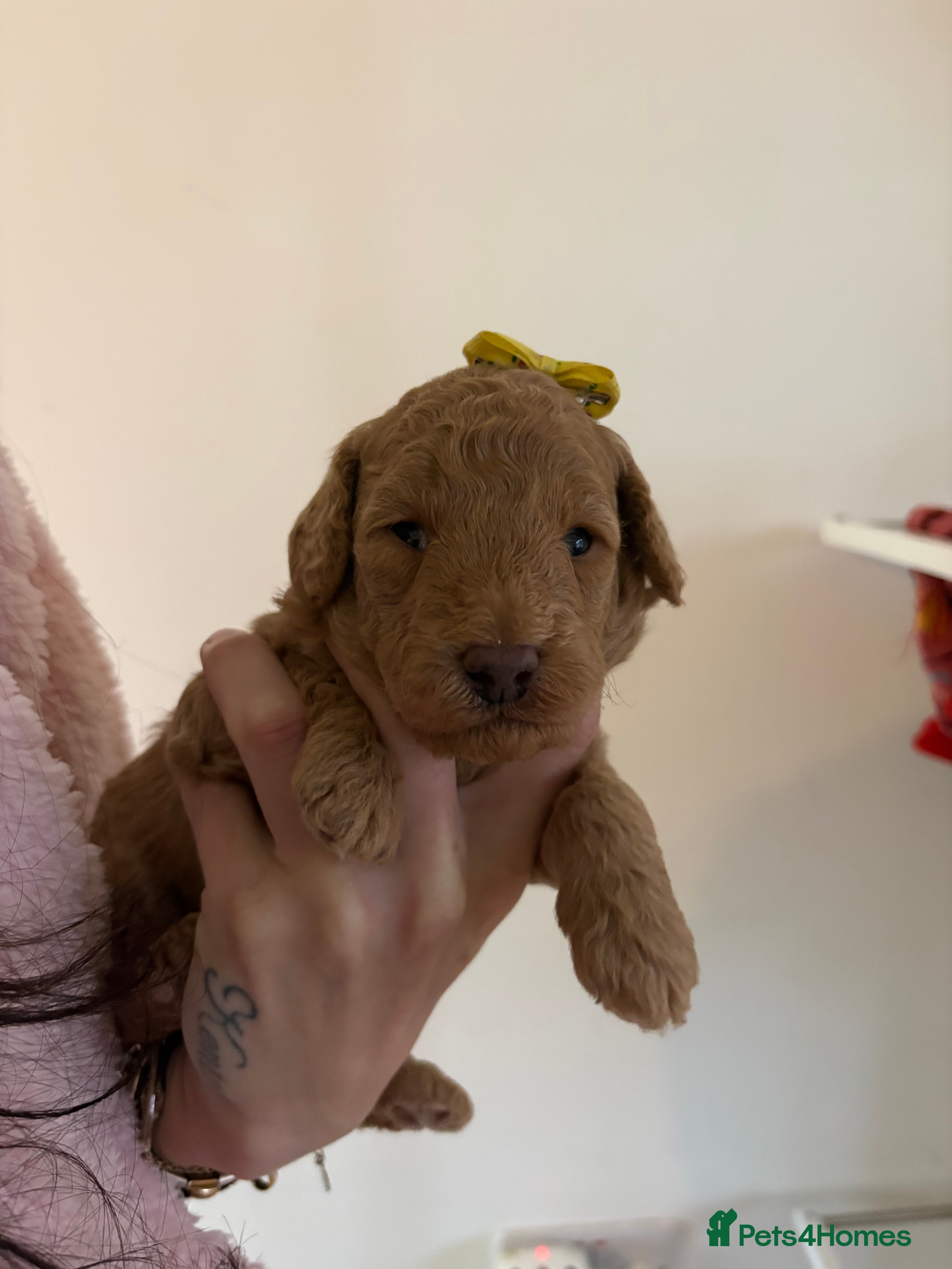 Labradoodle dogs F1B miniature labradoodles  - Advert 1