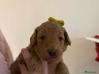 Labradoodle dogs F1B miniature labradoodles - Advert 1