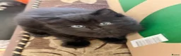 Mixed Breed cats for sale: 2 MALE BLACK LONG HAIRED FLUFFY KITTENS LEFT💘 - Advert 18