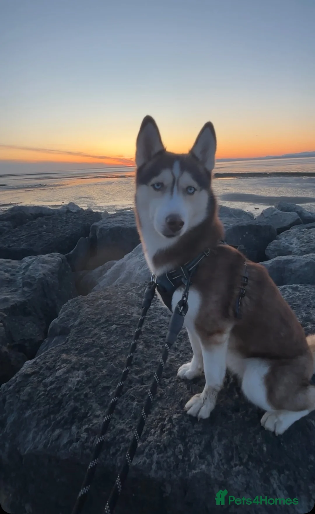 Siberian Husky dogs for sale: Female husky 3yrs - Advert 6