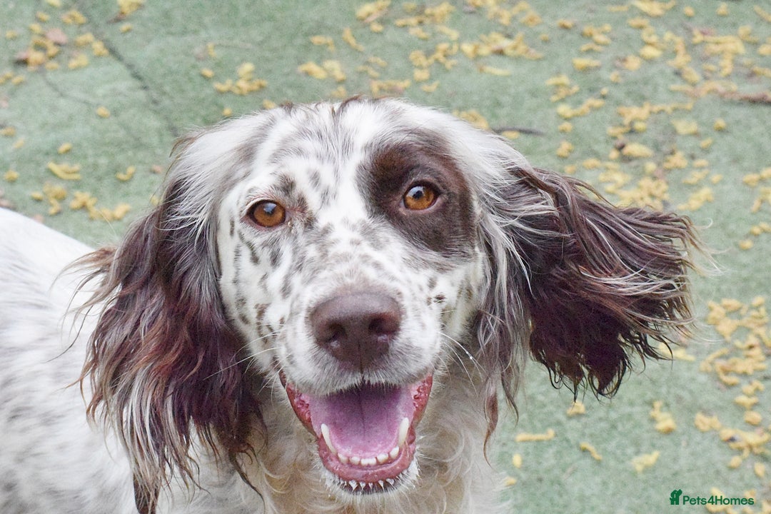 English Setter dogs for adoption: Kira  - Image 2