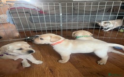 Labrador Retriever dogs for sale: Top Pedigree Labrador retriever puppies - Image 23