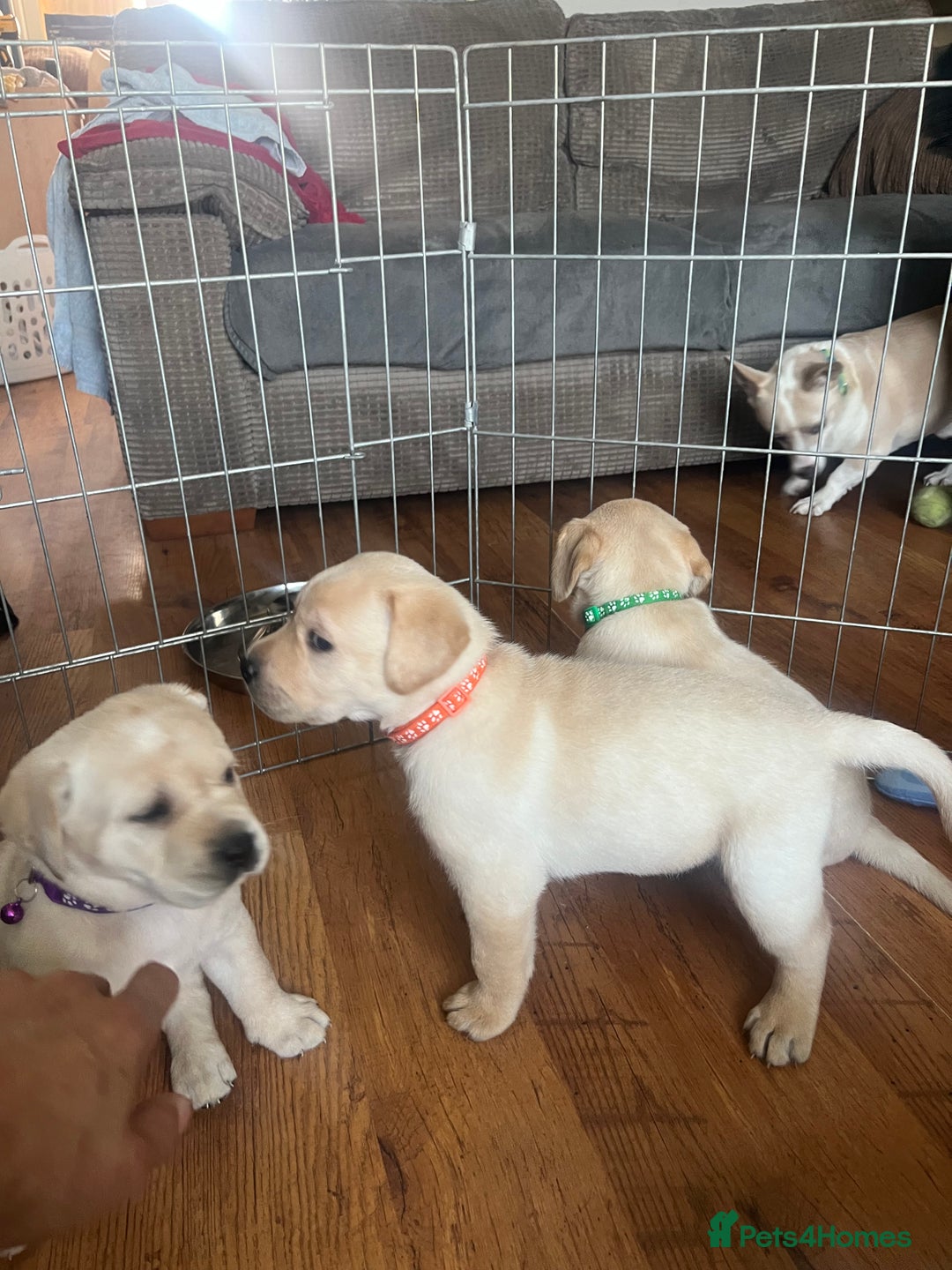 Labrador Retriever dogs for sale: Top Pedigree Labrador retriever puppies - Image 23