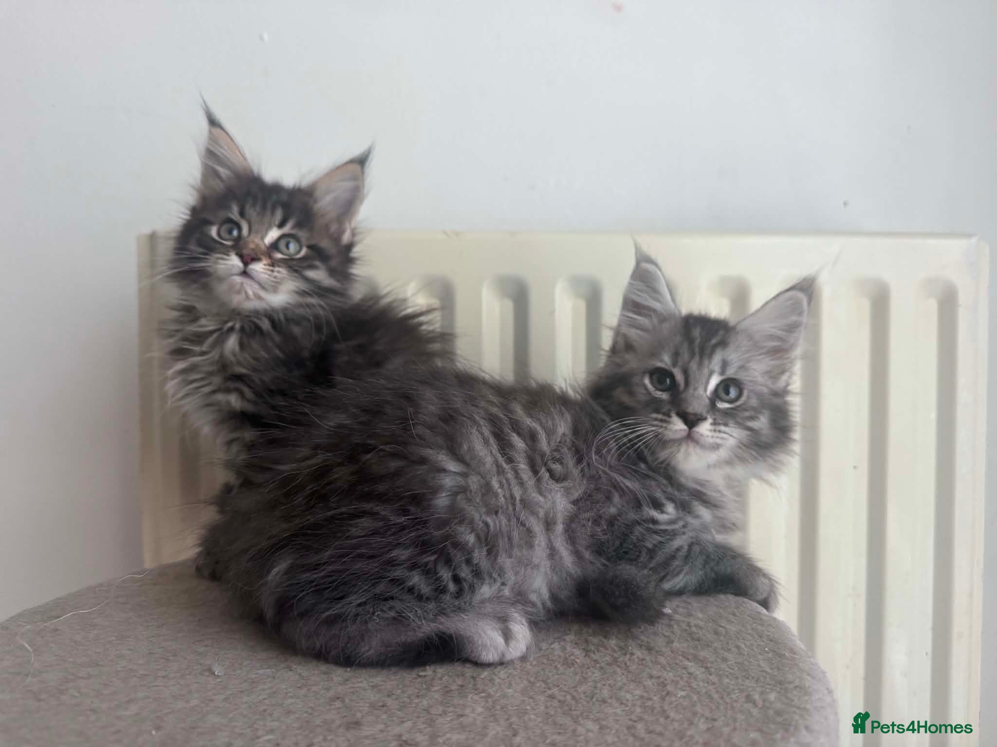 Maine Coon cats Maine Coon purebred Active male and female kittens - Advert 1
