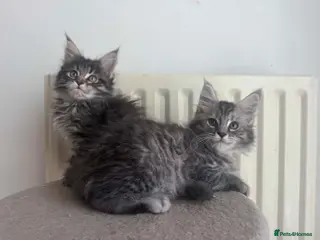 Maine Coon cats Maine Coon purebred Active male and female kittens - Advert 1