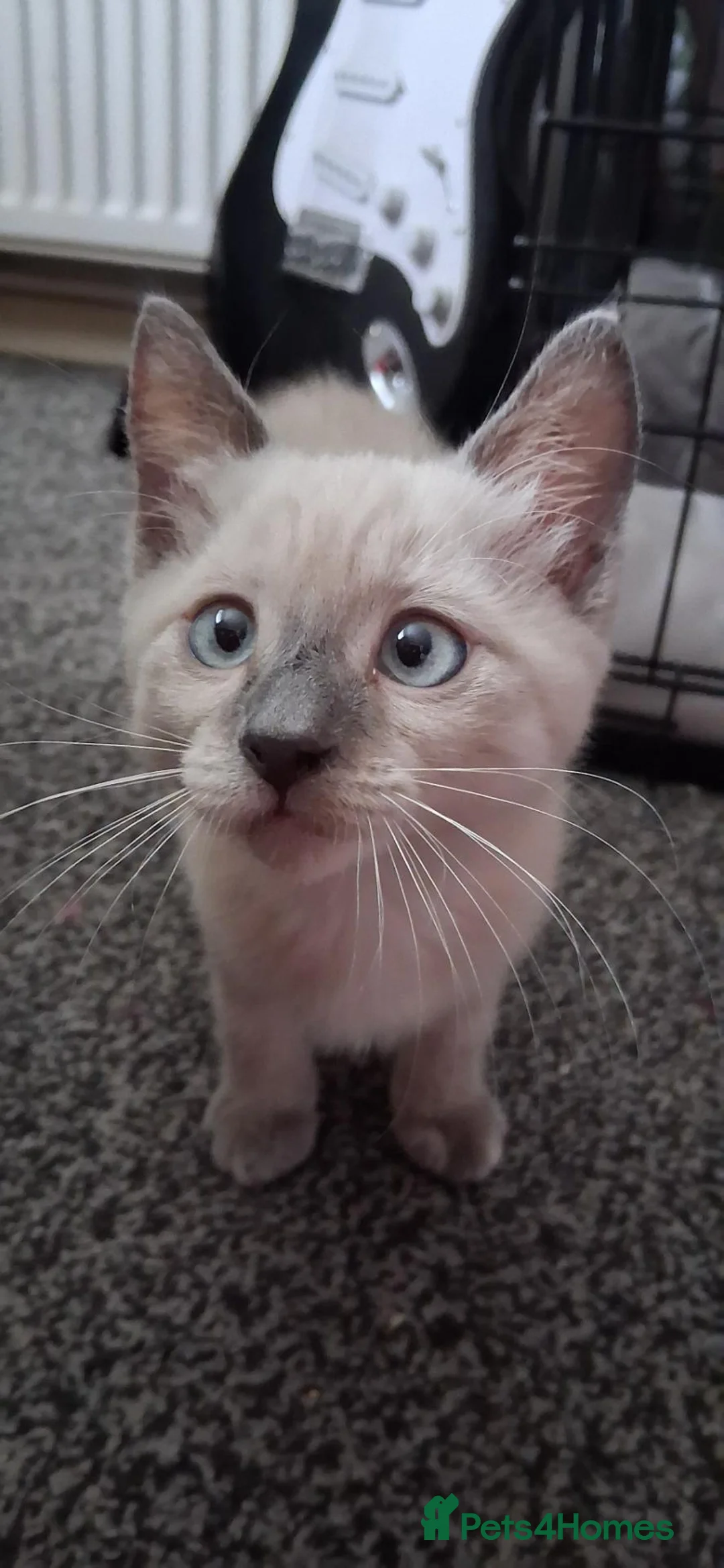 Mixed Breed cats for sale: Beautiful female kitten - Advert 1