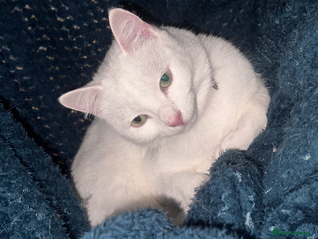 Mixed Breed cats for sale: 2 white female cats - Advert 4