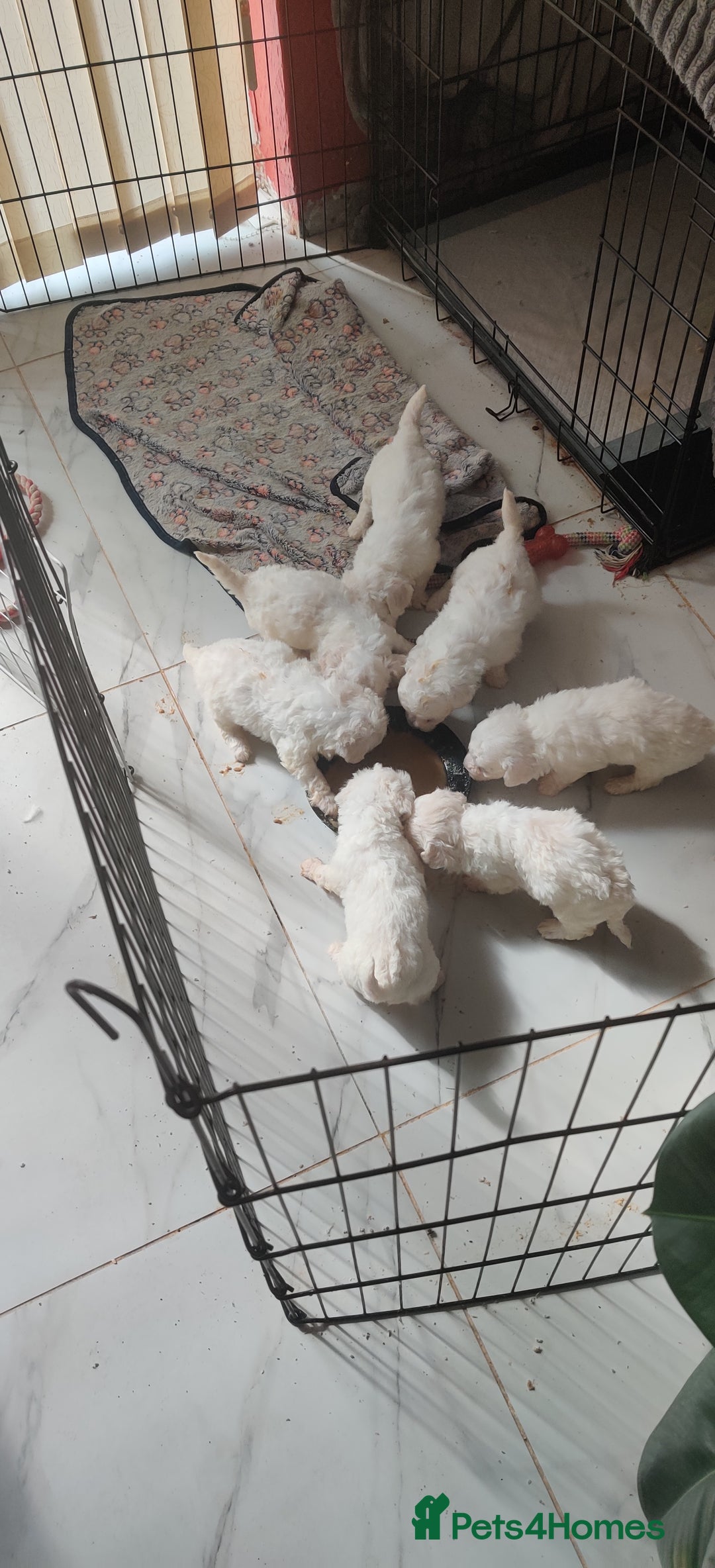 Bichon Frise dogs for sale: Bichon Frise puppies for sale READY NOW - Image 6