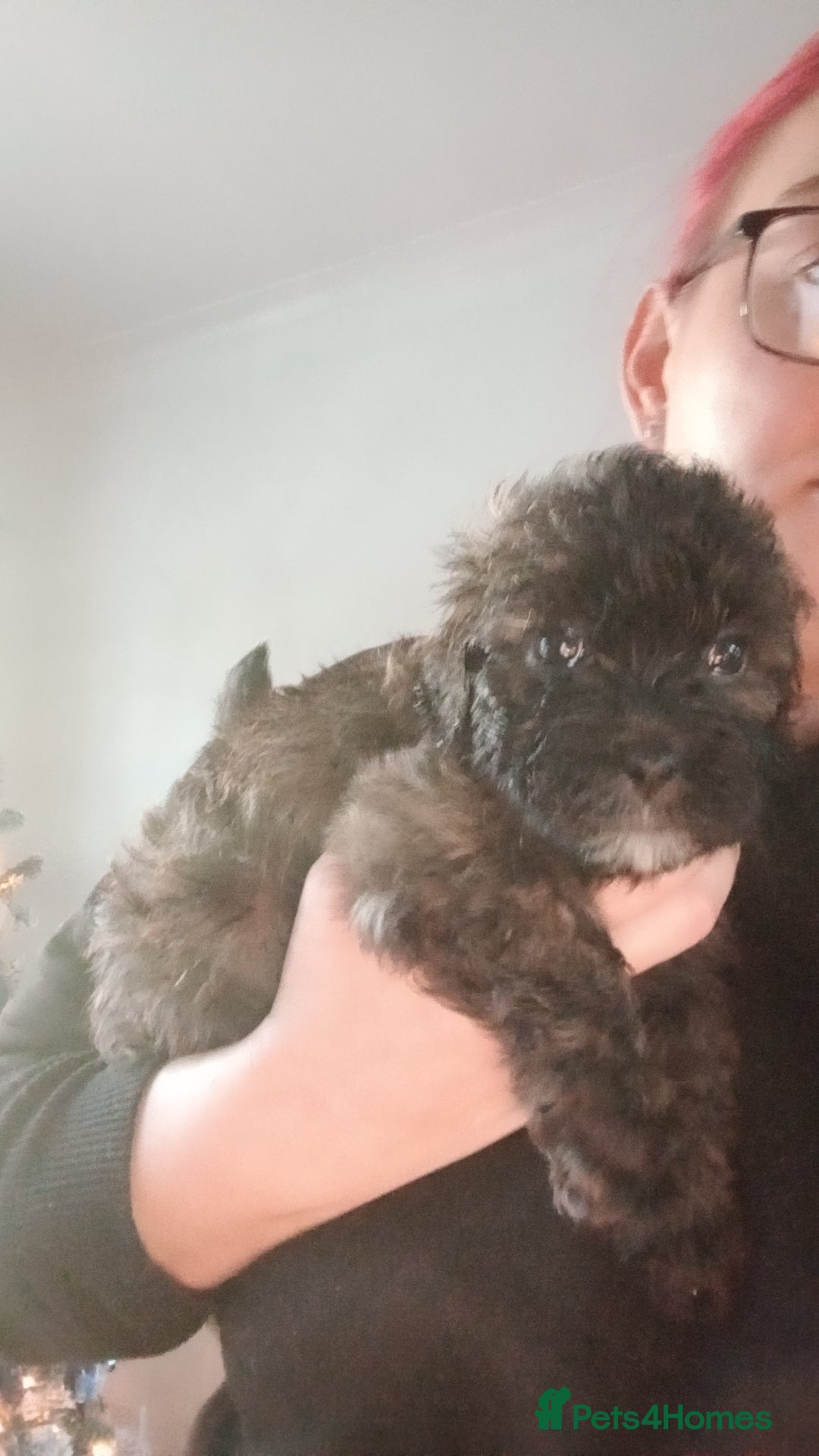 Shihpoo dogs Shihpoo last one in litter  - Advert 1