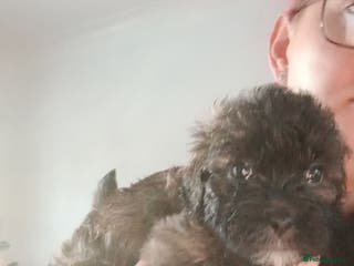 Shihpoo dogs Shihpoo last one in litter - Advert 1