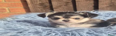 Chihuahua 2