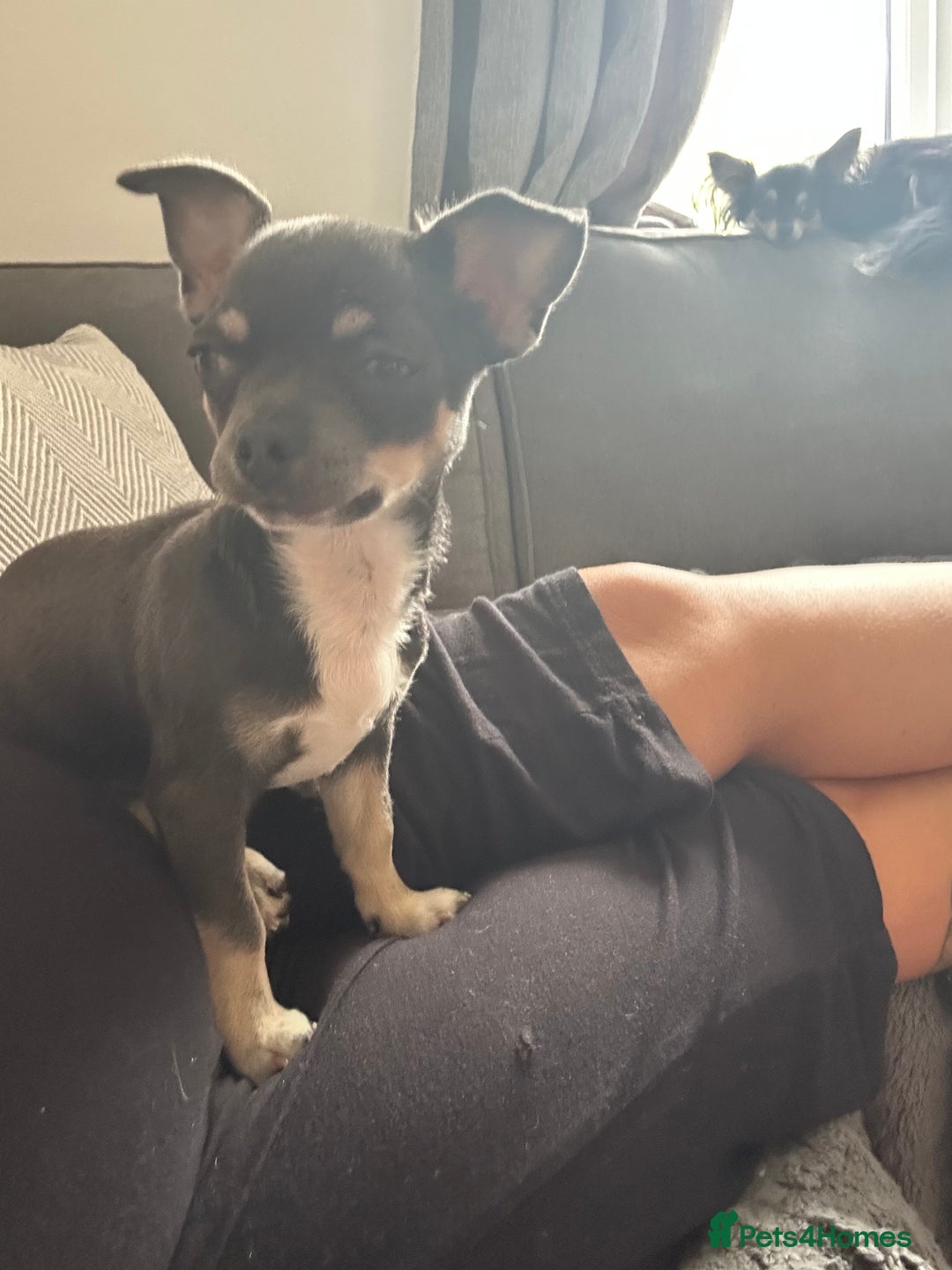 Chihuahua dogs for sale: Beautiful blue tri chihuahua girl - Image 3