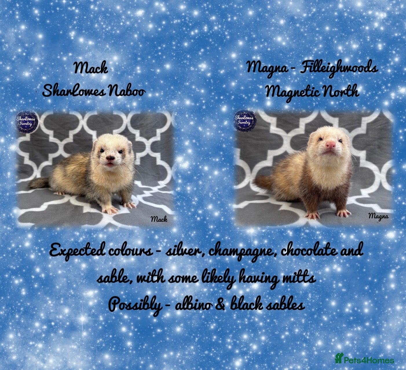 Ferret rodents Ferret Kits Due 2026  - Advert 15