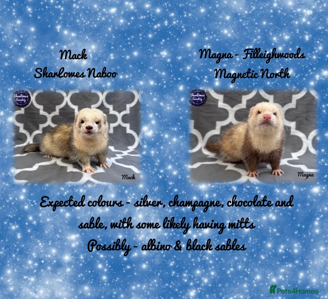 Ferret rodents for sale: Ferret Kits Due 2026  - Advert 1