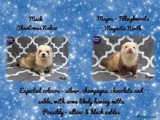 Ferret rodents Ferret Kits Due 2026 - Advert 15