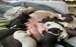 English Bull Terrier dogs for sale: Champion line EBT Puppies - Image 4