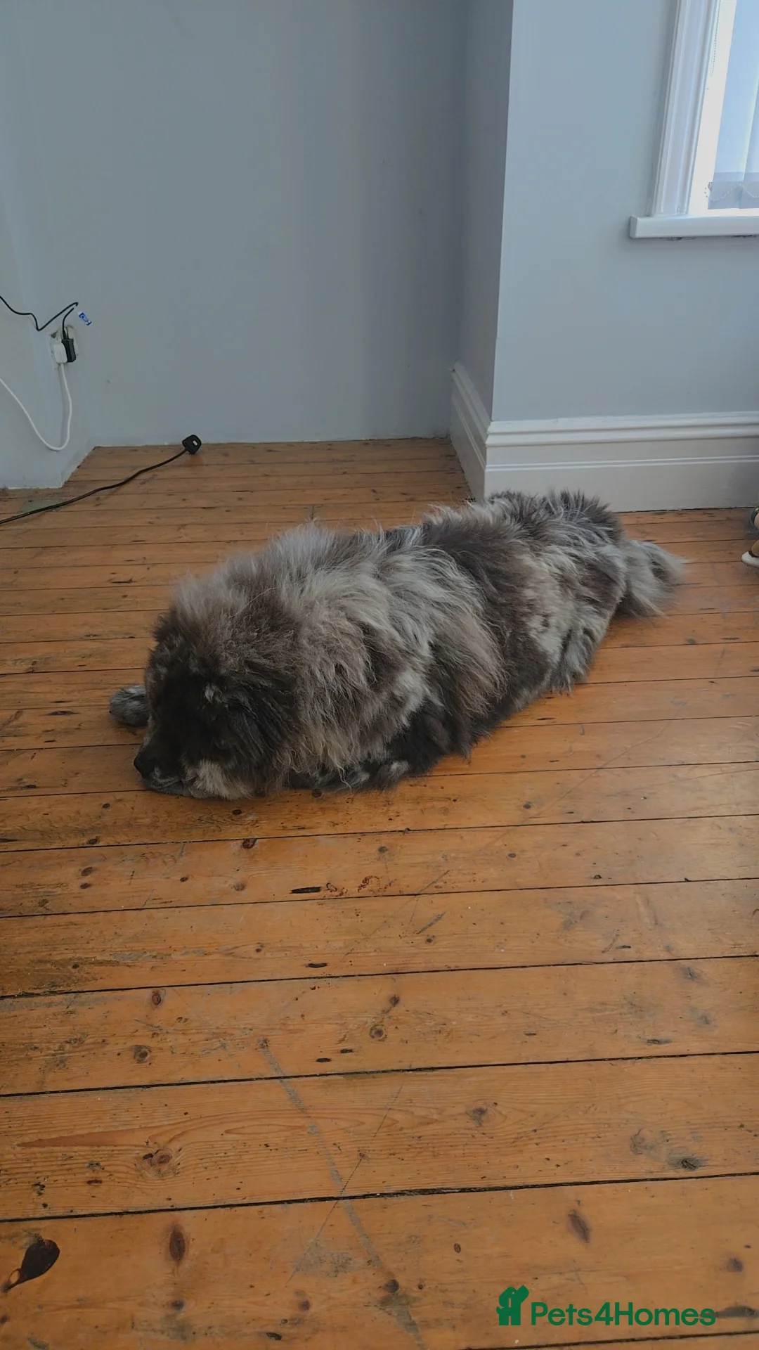 Chow Chow dogs for stud: 🔥 Stunning Merle Chow Chow Stud Available 🔥 in Bradford - Advert 5