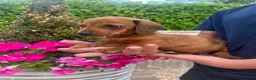 Dachshund dogs for sale: 3 miniature dachshund puppy’s 🐶 - Advert 2