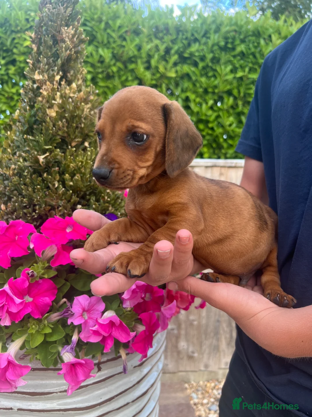 Dachshund dogs for sale: 3 miniature dachshund puppy’s 🐶 - Advert 2
