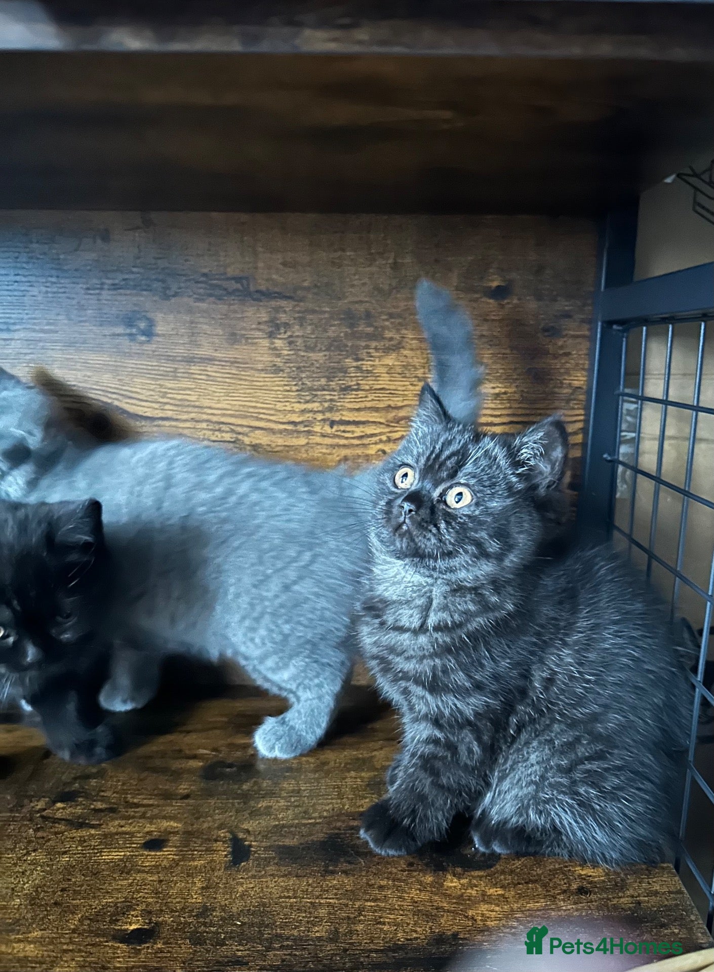 British Shorthair cats for sale: British Shorthair KITTENS  - Advert 3