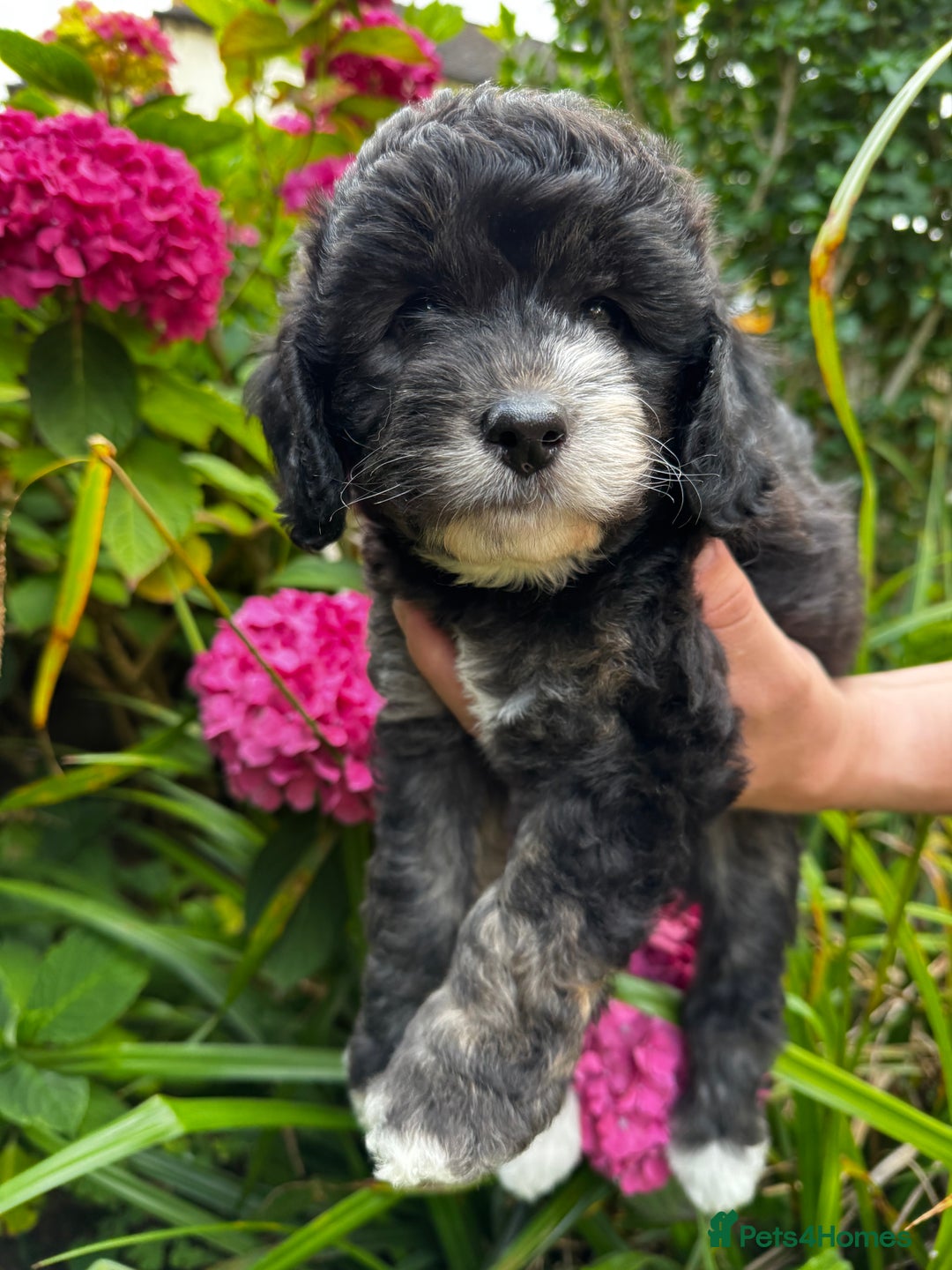 Labradoodle dogs for sale: One beautiful F1B Labradoodle puppy left!  - Image 5