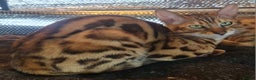 Bengal cats for sale: Guaranteed to be Cuddly *ready now*   - Advert 14