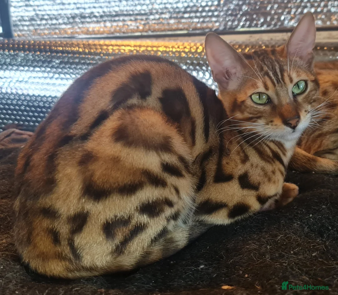 Bengal cats for sale: Guaranteed to be Cuddly *ready now*   - Advert 15